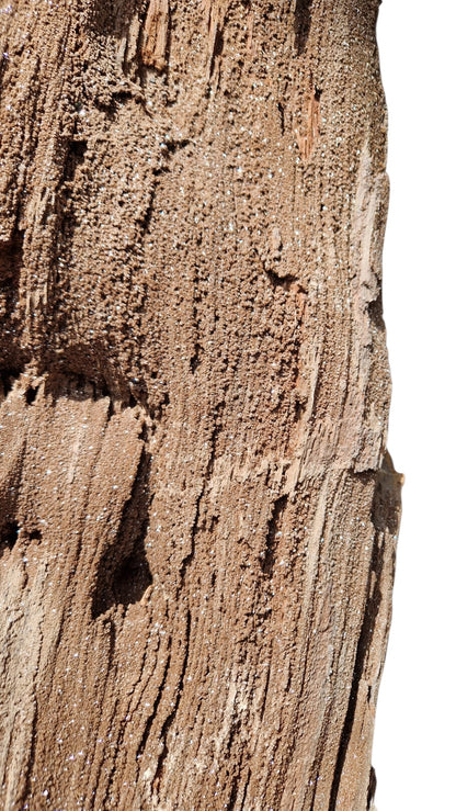 Fossilized Wood 101cm – Petrified Wood on Metal Stand | Germany 1