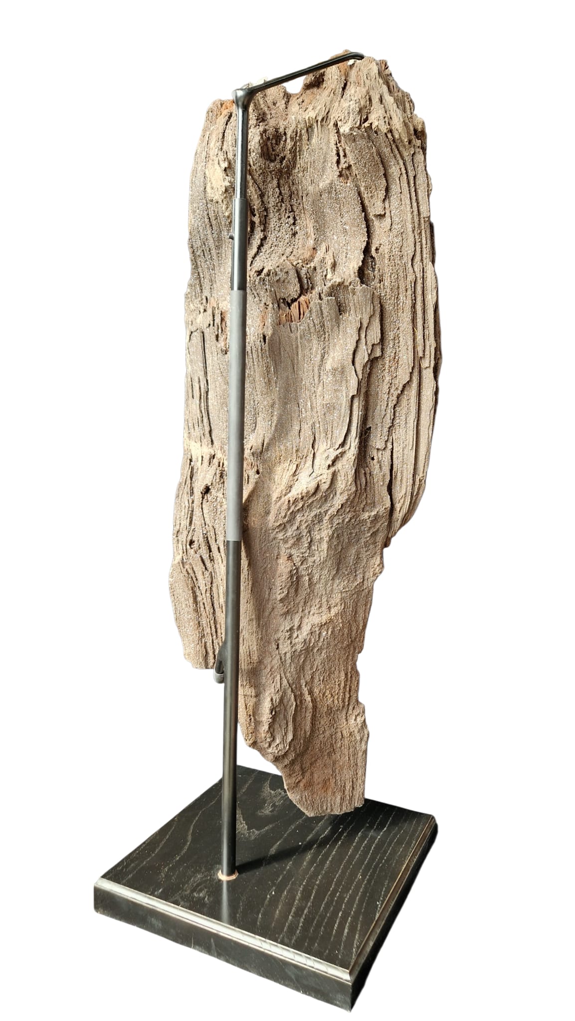 Fossilized Wood 101cm – Petrified Wood on Metal Stand | Germany 4