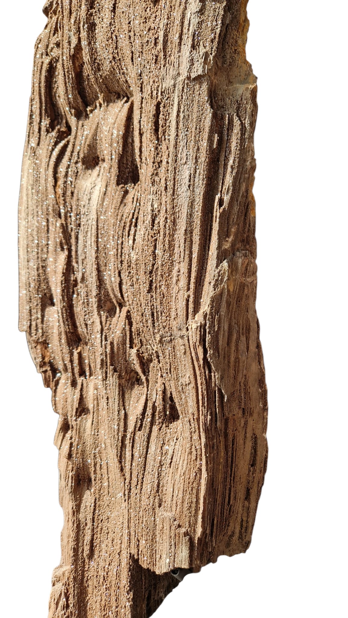 Fossilized Wood 101cm – Petrified Wood on Metal Stand | Germany 5