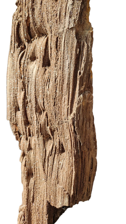 Fossilized Wood 101cm – Petrified Wood on Metal Stand | Germany 5