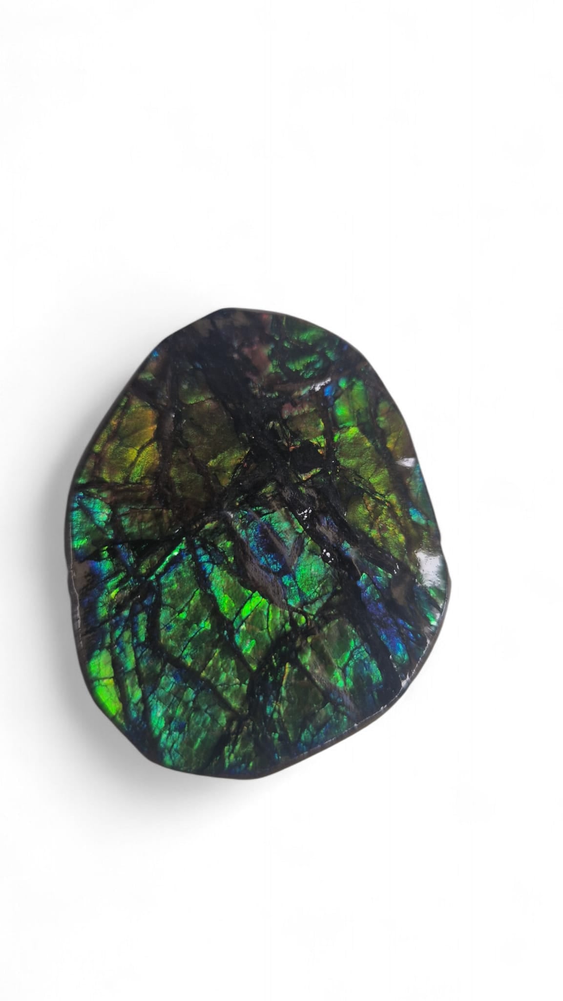 Green ammolite gemstone Canada 1