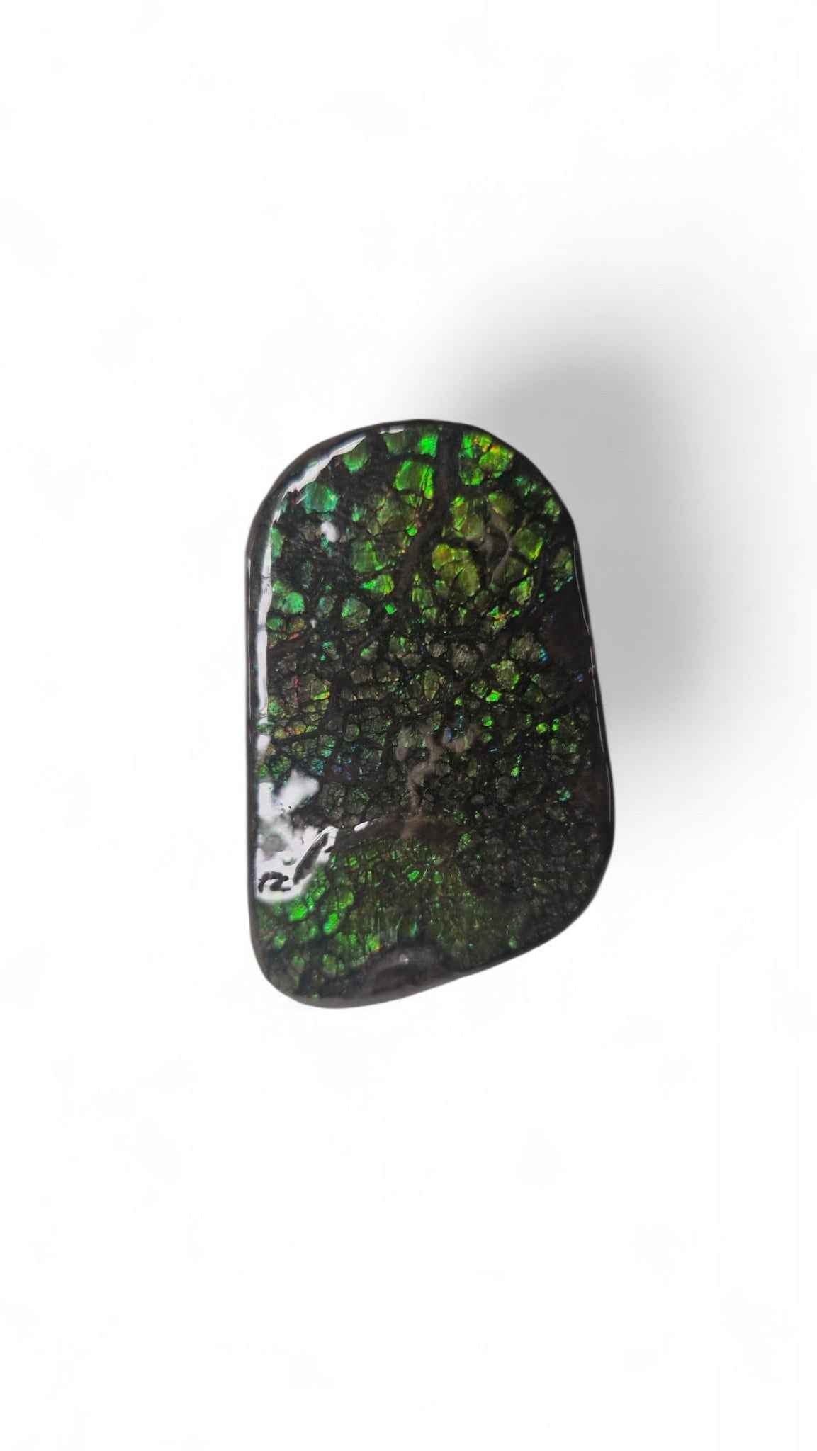 Ammolite Gemstone – 4.6 cm Iridescent Natural Fossil | Canada