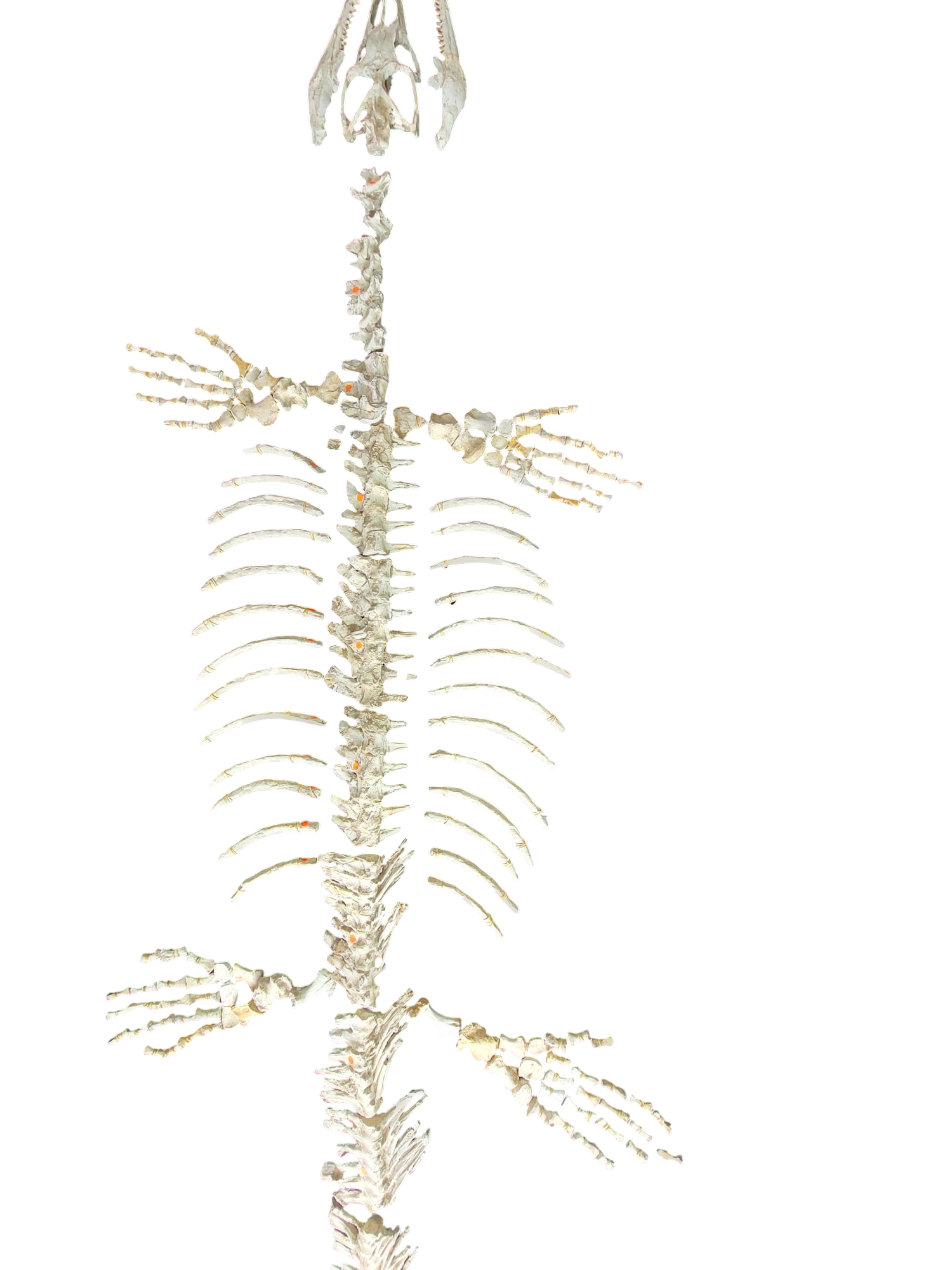 Halisaurus arambourgi - 3 Meter - authentic fossil 3
