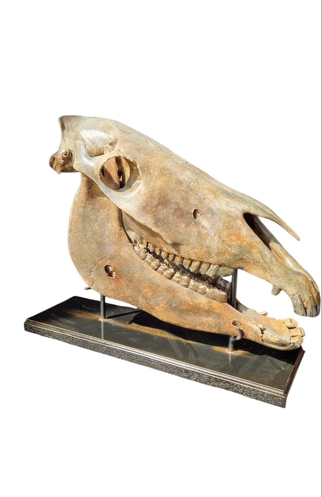 Horse Fossil Skull – Equus ferus przewalskii Prehistoric Wild Horse | Poland