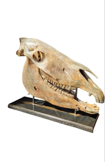 Horse Fossil Skull – Equus ferus przewalskii Prehistoric Wild Horse | Poland