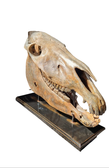 Horse Fossil Skull – Equus ferus przewalskii Prehistoric Wild Horse | Poland 1