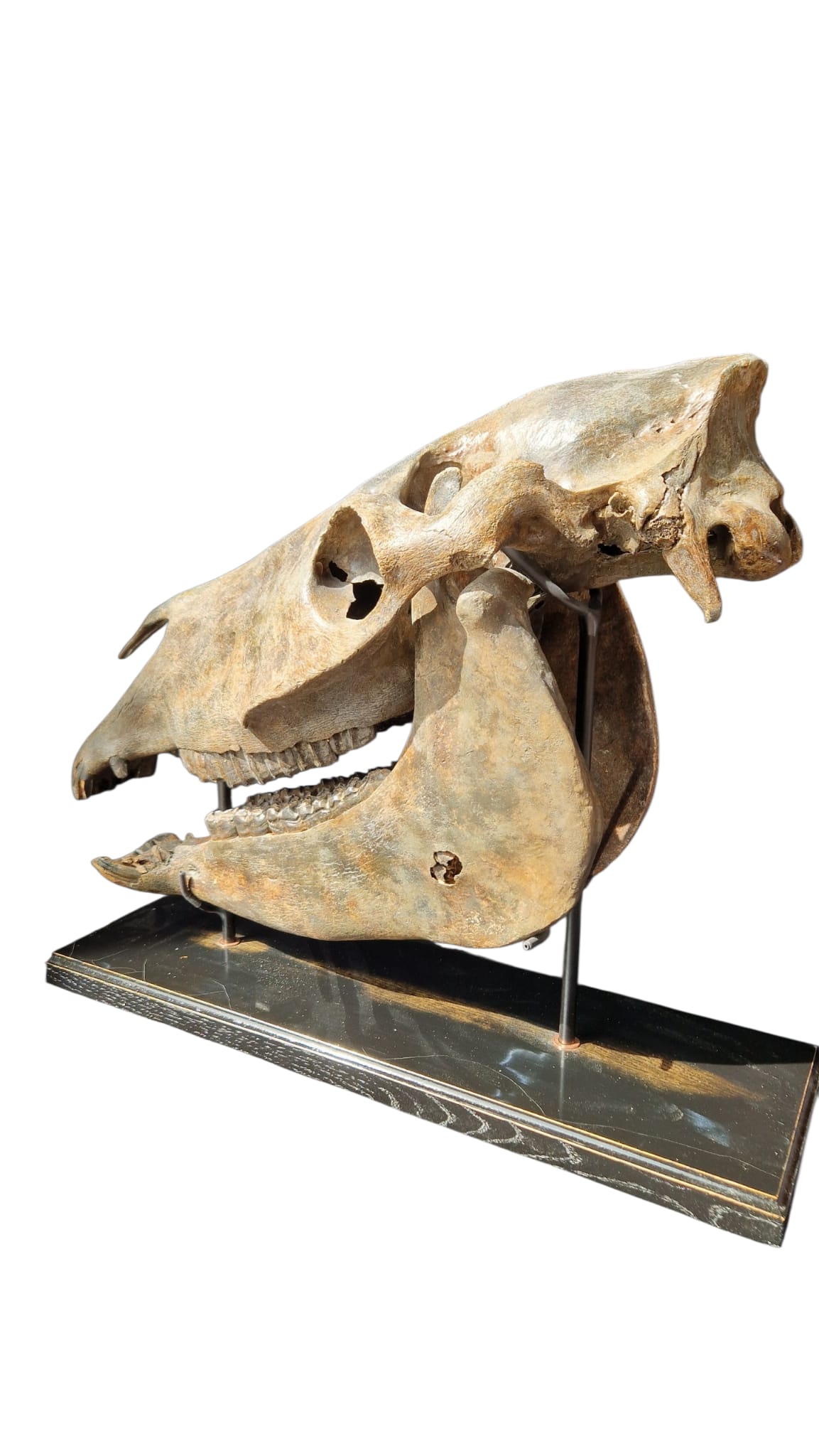 Horse Fossil Skull – Equus ferus przewalskii Prehistoric Wild Horse | Poland 2