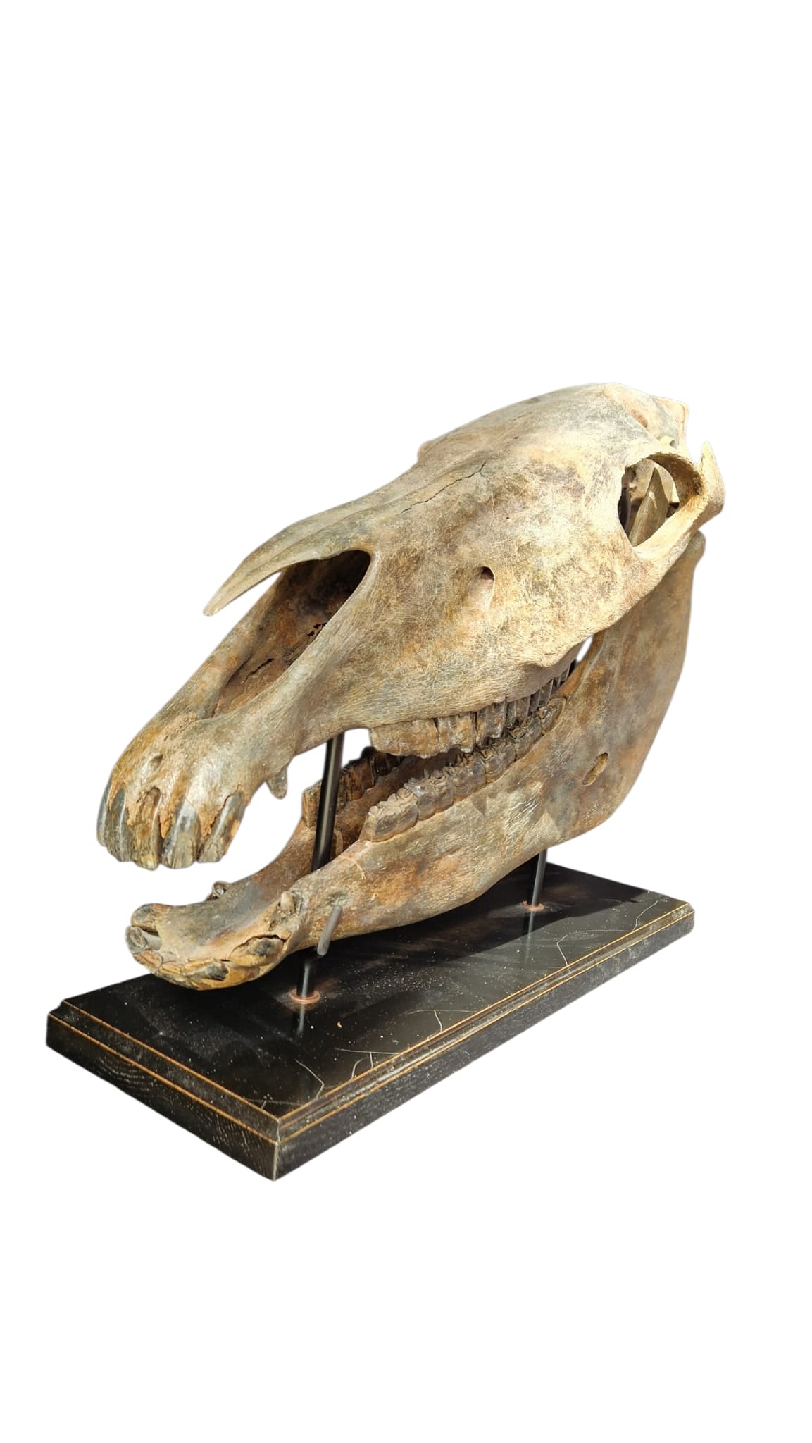 Horse Fossil Skull – Equus ferus przewalskii Prehistoric Wild Horse | Poland 5