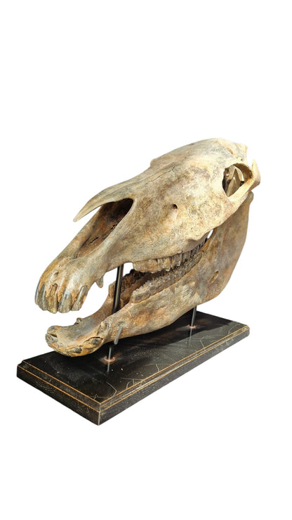 Horse Fossil Skull – Equus ferus przewalskii Prehistoric Wild Horse | Poland 5