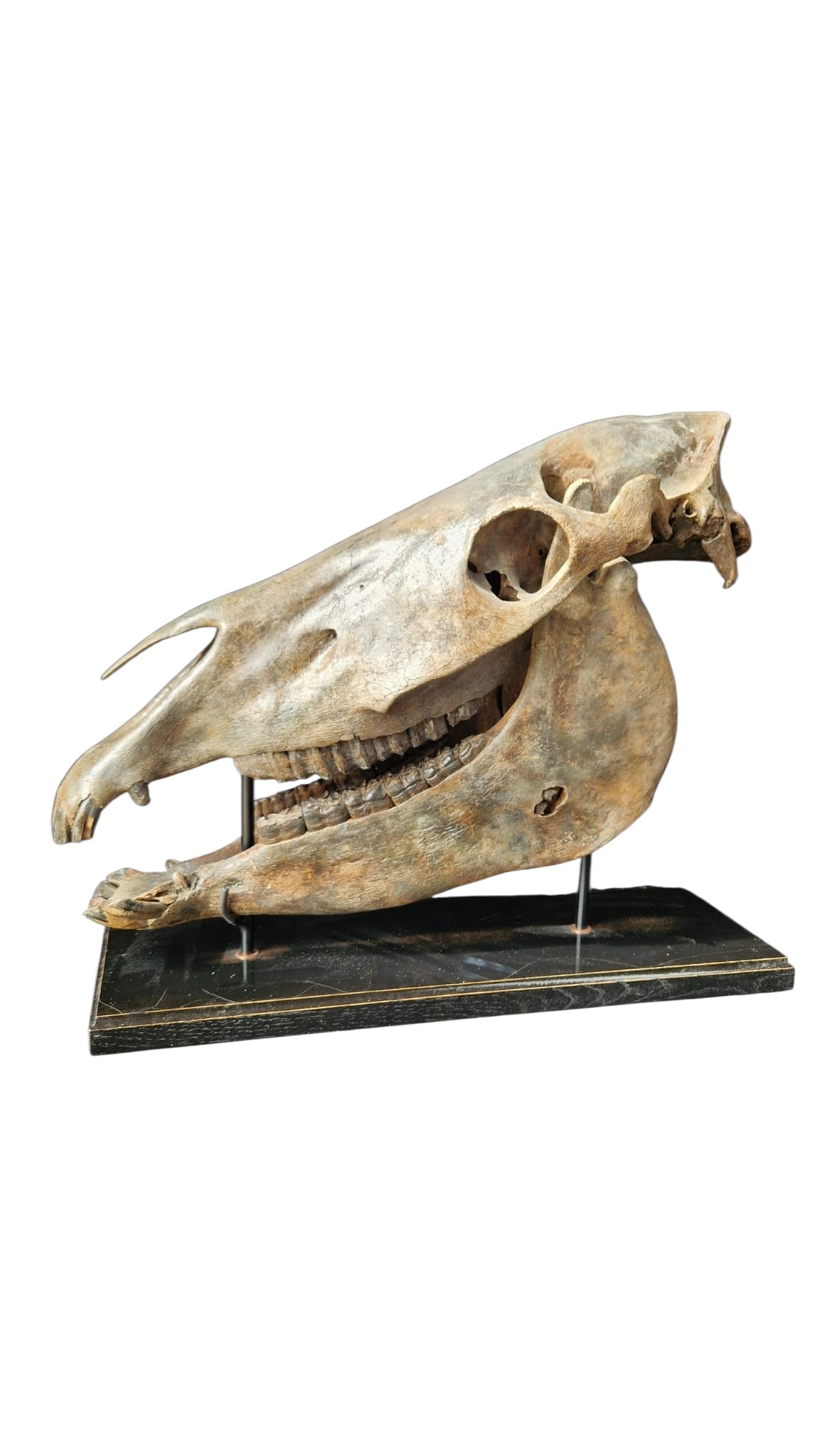 Horse Fossil Skull – Equus ferus przewalskii Prehistoric Wild Horse | Poland 6