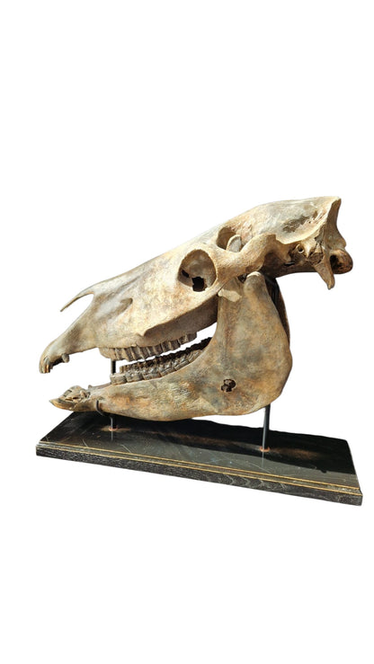 Horse Fossil Skull – Equus ferus przewalskii Prehistoric Wild Horse | Poland 7