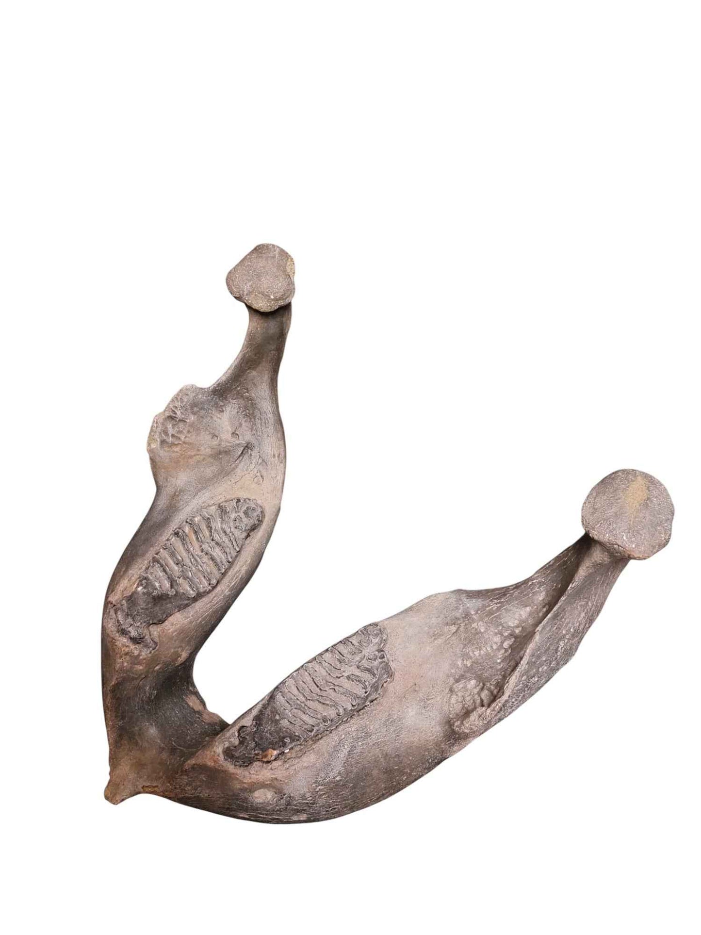 Woolly Mammoth Lower Jaw - authentic fossil specimen, natural history by Fossils NH