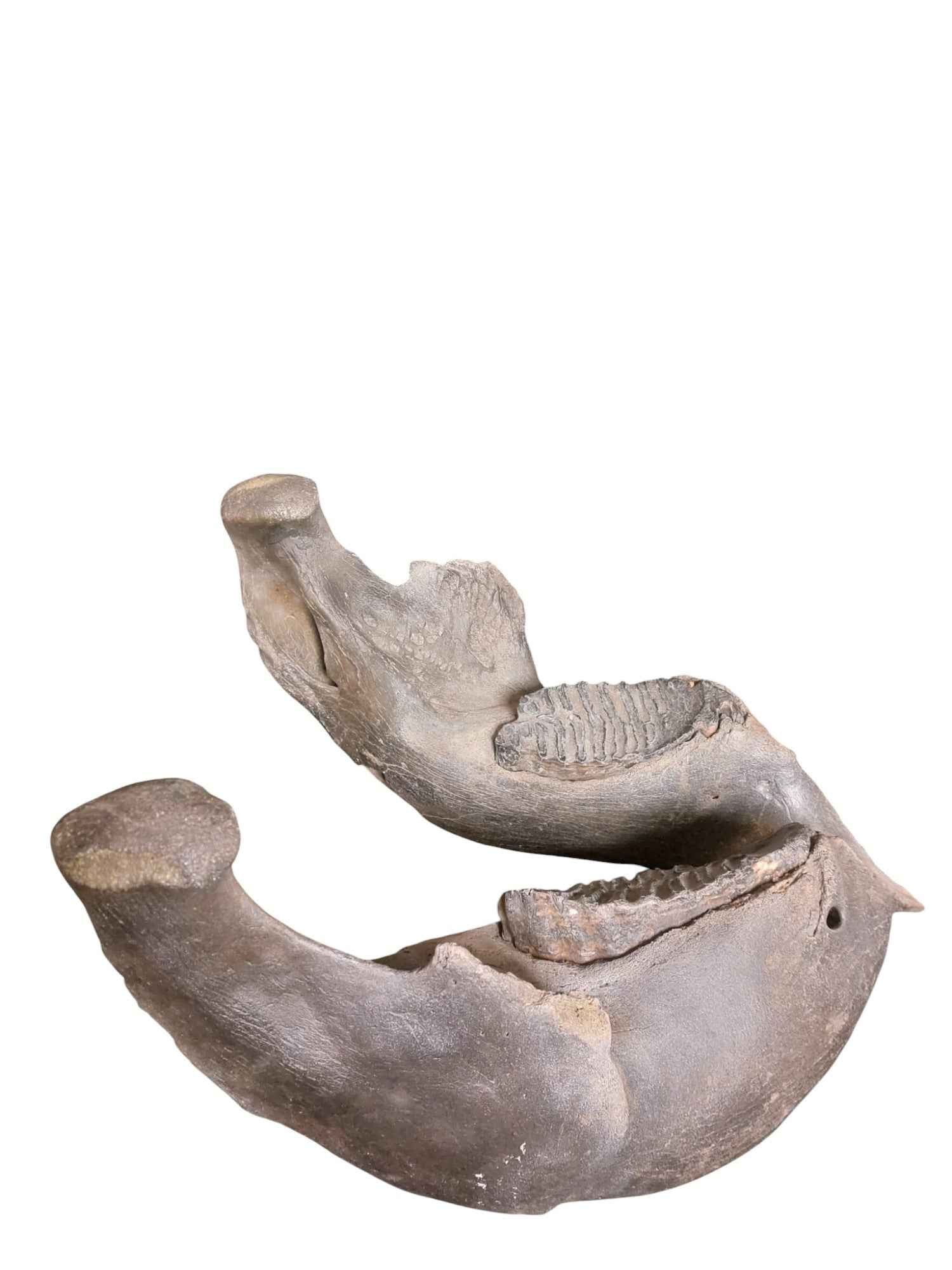 Woolly Mammoth Lower Jaw - authentic fossil specimen, natural history by Fossils NH