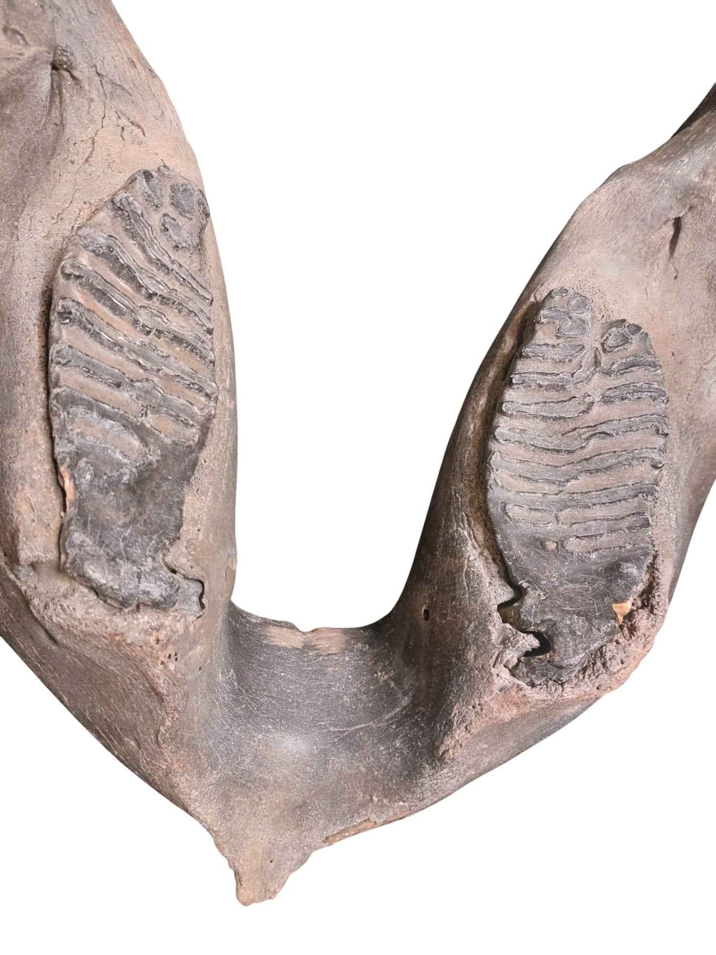 Woolly Mammoth Lower Jaw - authentic fossil specimen, natural history by Fossils NH