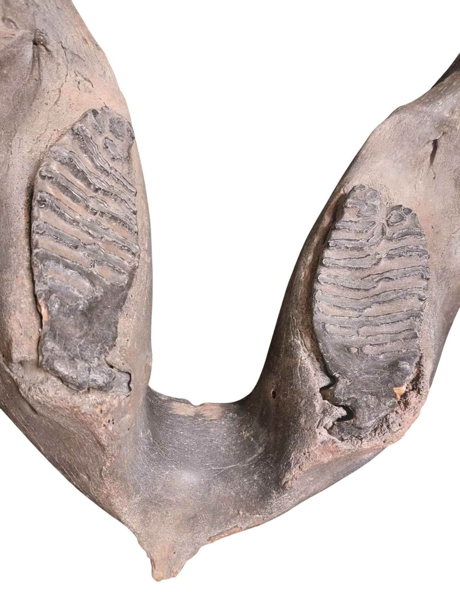 Woolly Mammoth Lower Jaw - authentic fossil specimen, natural history by Fossils NH