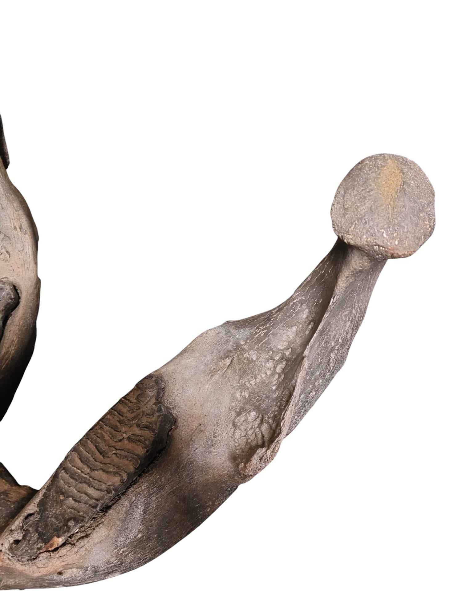 Woolly Mammoth Lower Jaw - authentic fossil specimen, natural history by Fossils NH