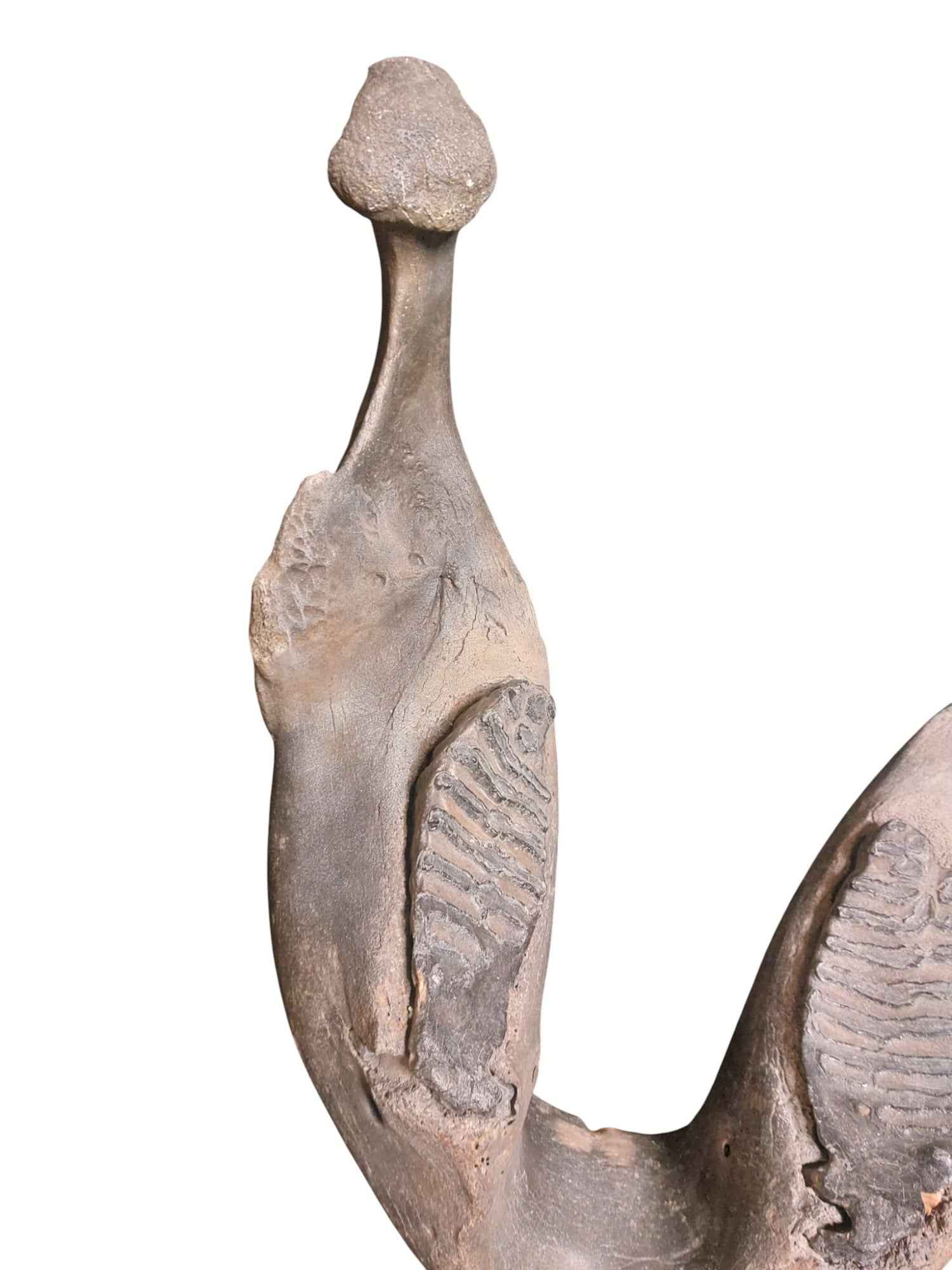 Woolly Mammoth Lower Jaw - authentic fossil specimen, natural history by Fossils NH