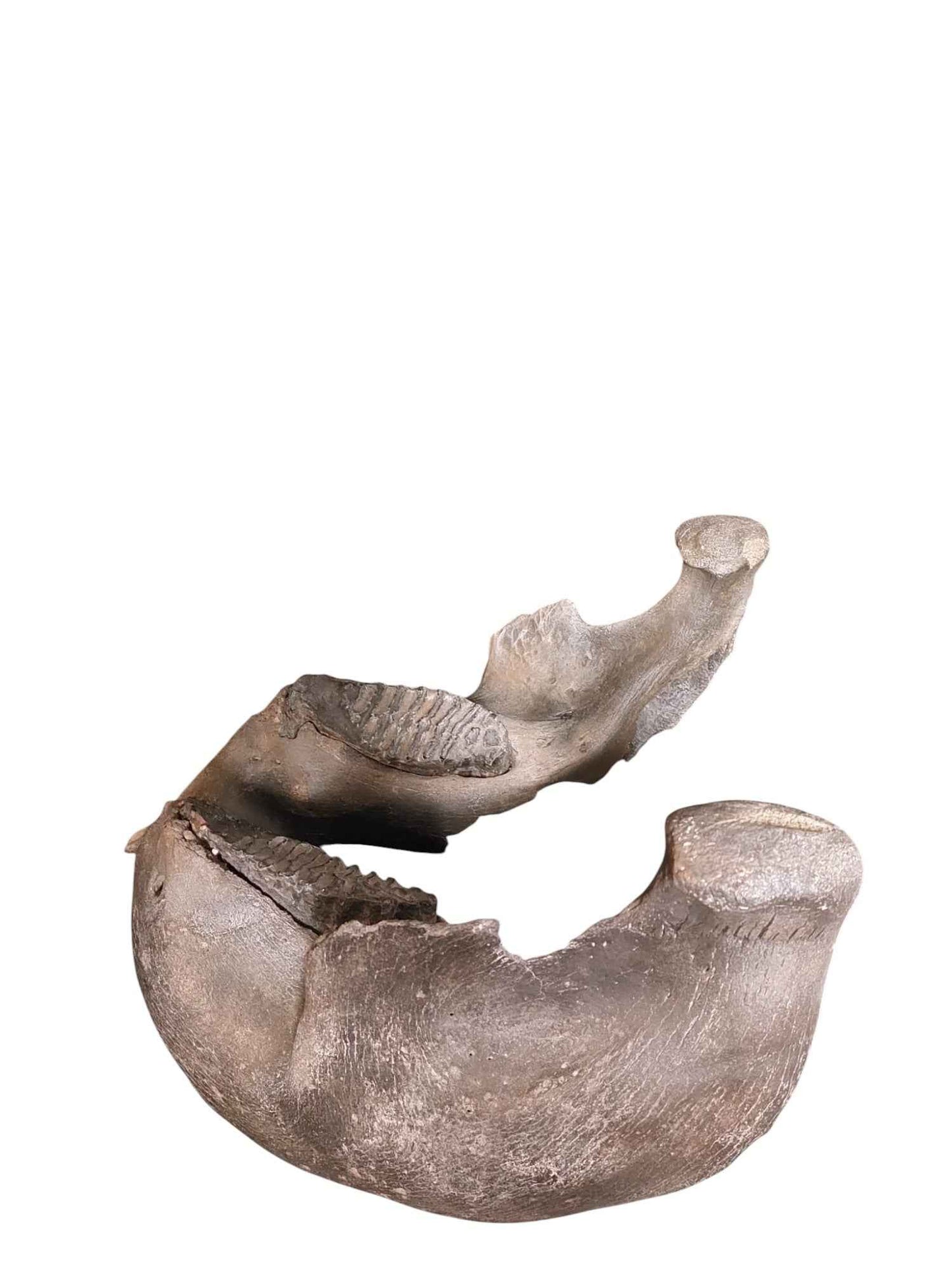 Woolly Mammoth Lower Jaw - authentic fossil specimen, natural history by Fossils NH