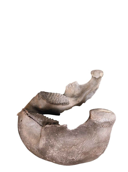 Woolly Mammoth Lower Jaw - authentic fossil specimen, natural history by Fossils NH