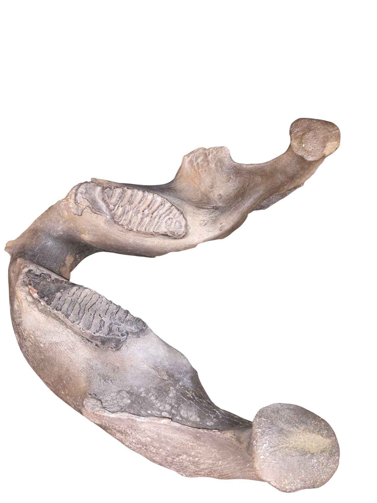 Woolly Mammoth Lower Jaw - authentic fossil specimen, natural history by Fossils NH