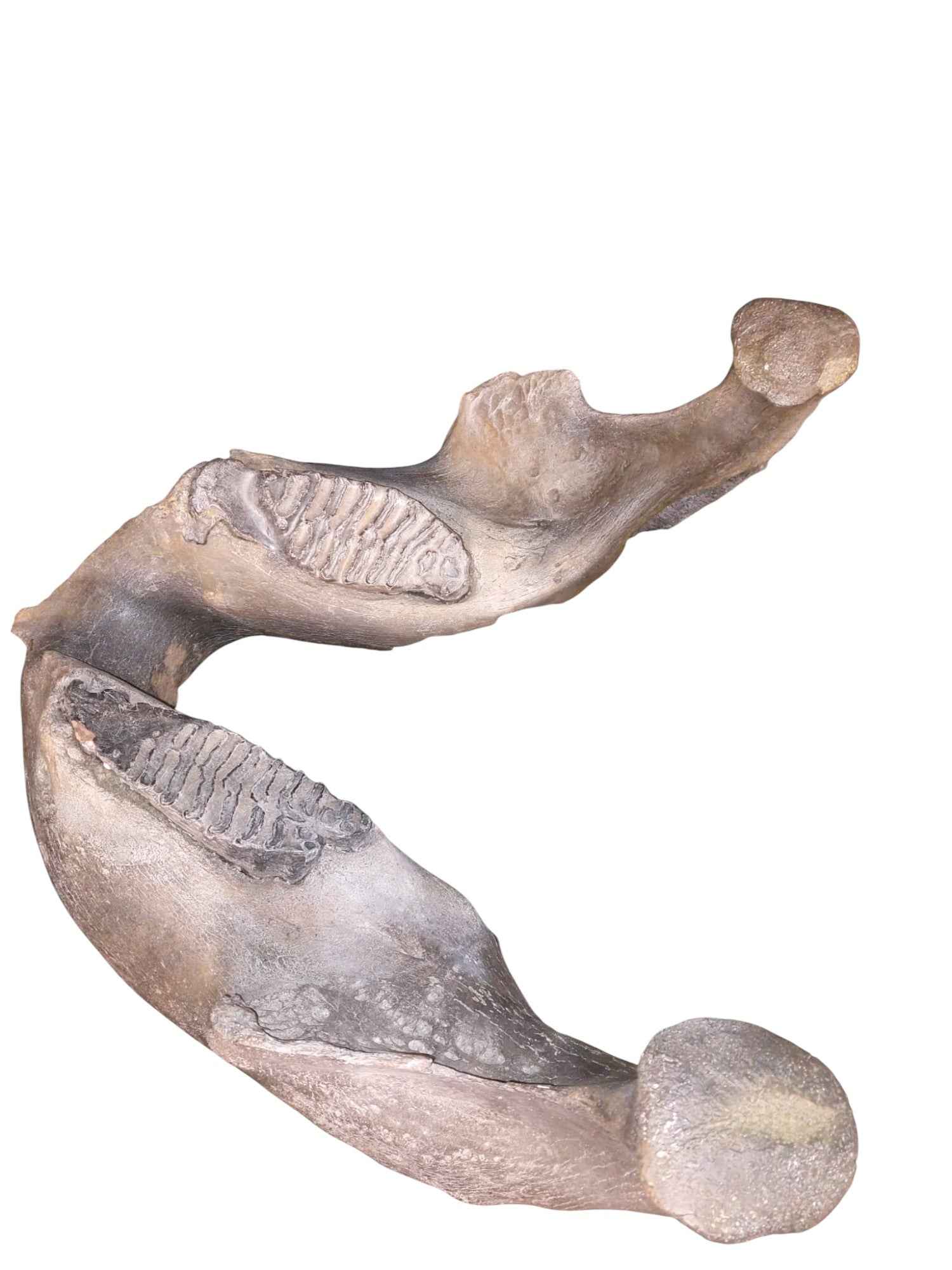 Woolly Mammoth Lower Jaw - authentic fossil specimen, natural history by Fossils NH