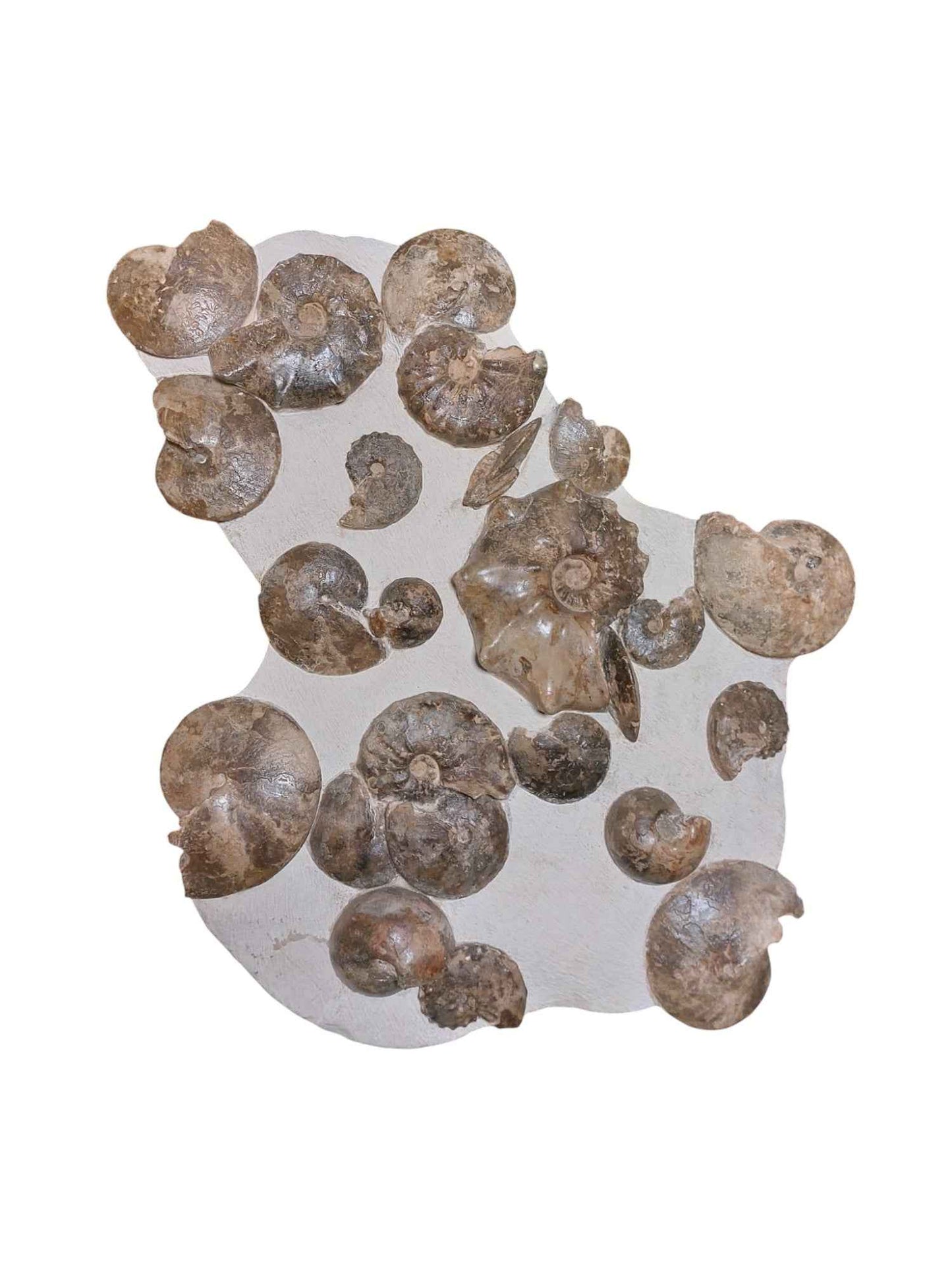 Turonian Ammonite Assembly - authentic fossil specimen, natural history by Fossils NH