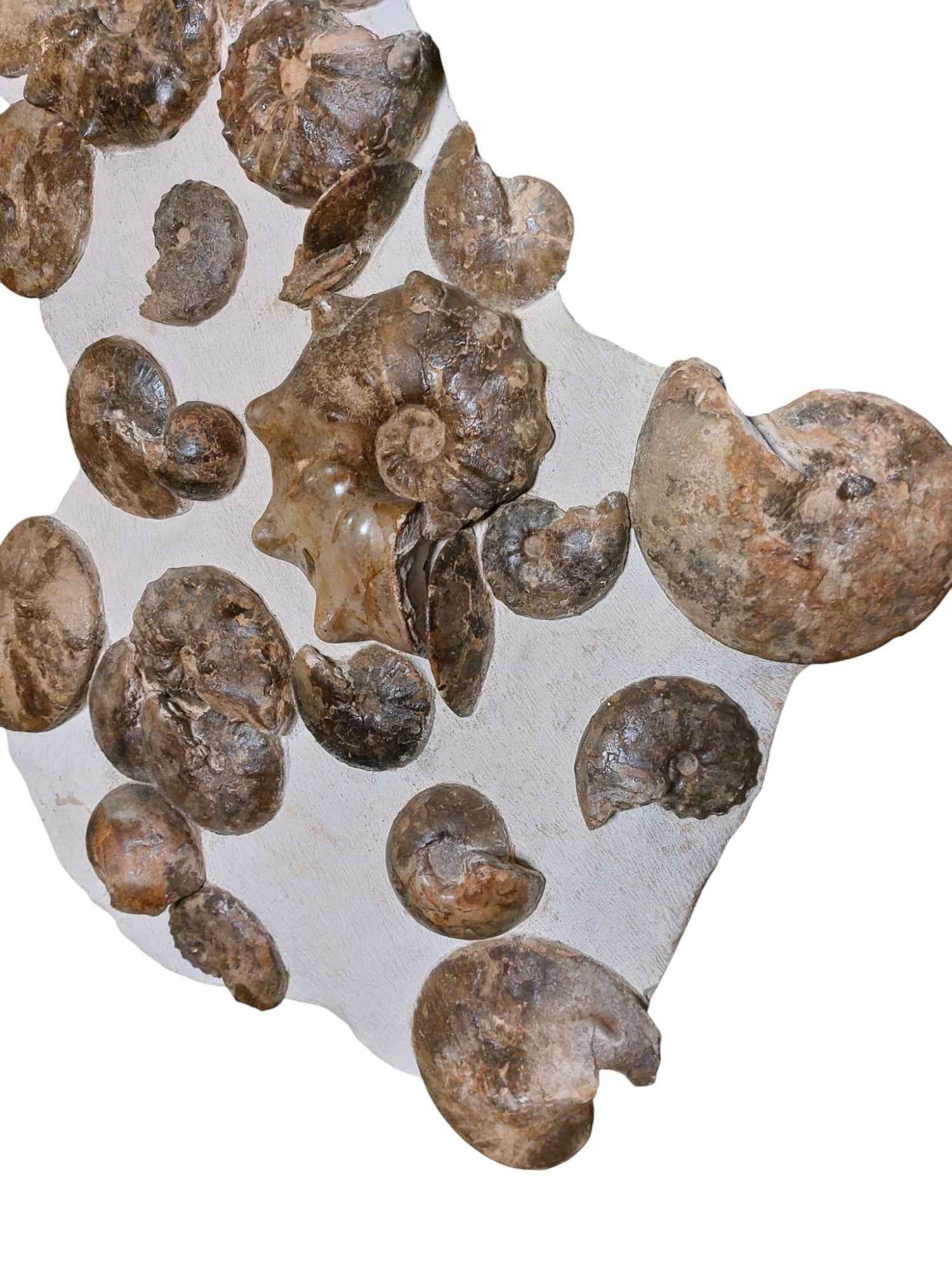 Turonian Ammonite Assembly - authentic fossil specimen, natural history by Fossils NH