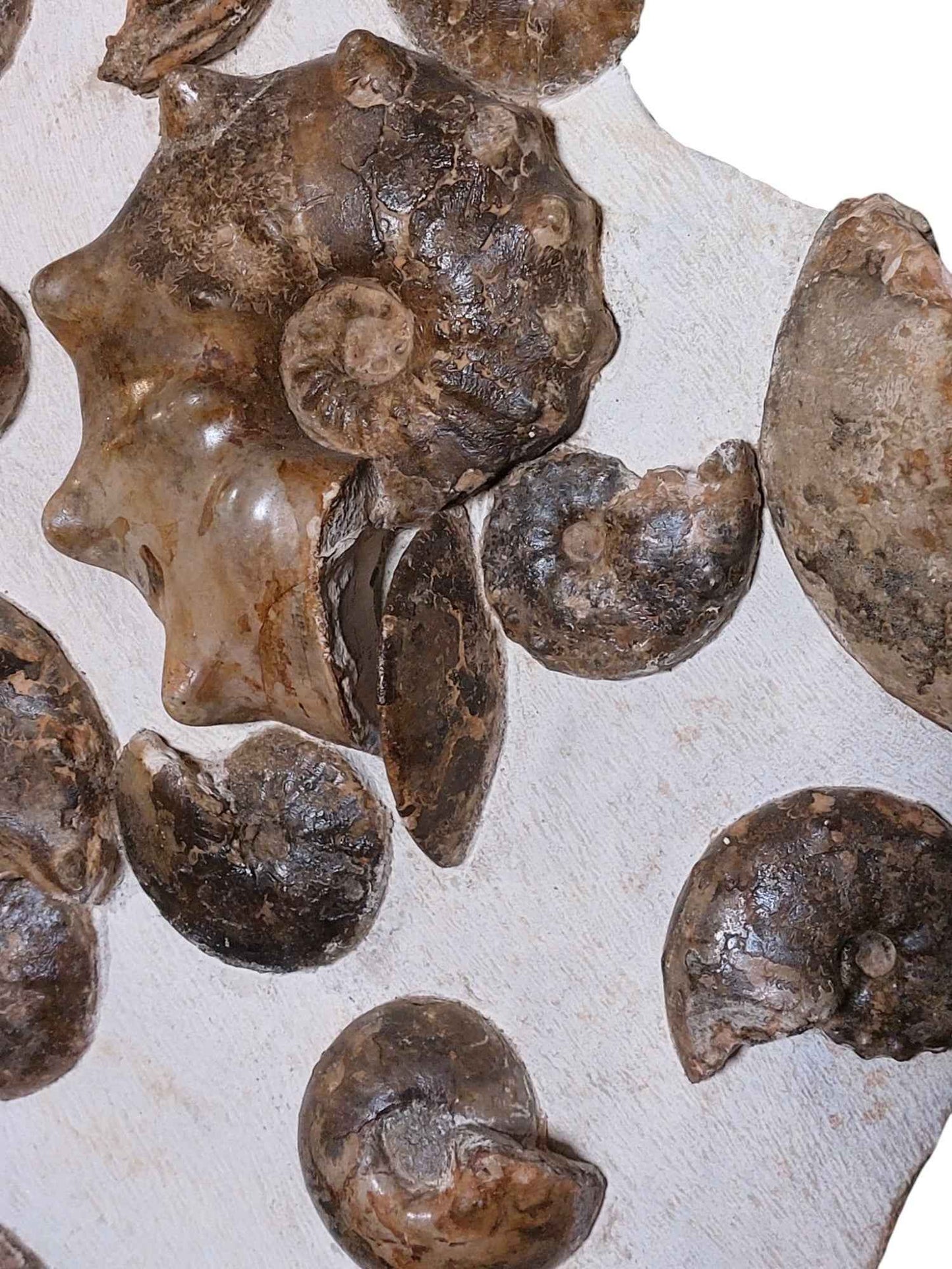 Turonian Ammonite Assembly - authentic fossil specimen, natural history by Fossils NH