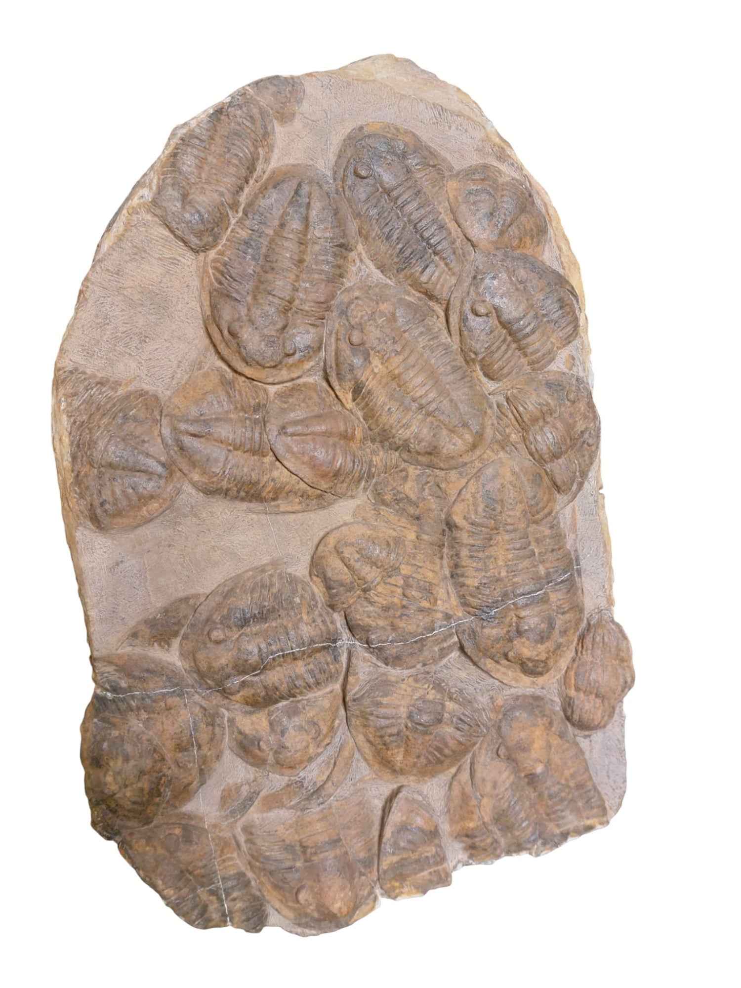 Group of Asaphid Trilobites on Slab - authentic fossil specimen, natural history by Fossils NH