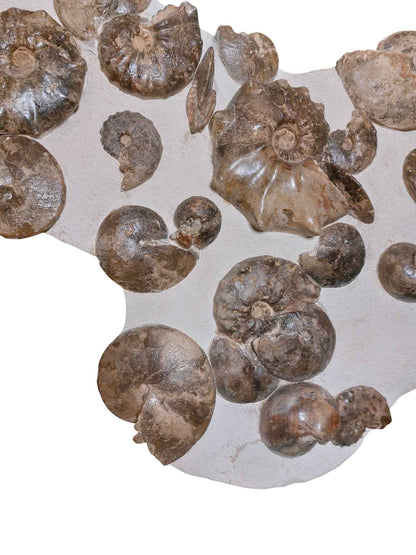 Turonian Ammonite Assembly - authentic fossil specimen, natural history by Fossils NH