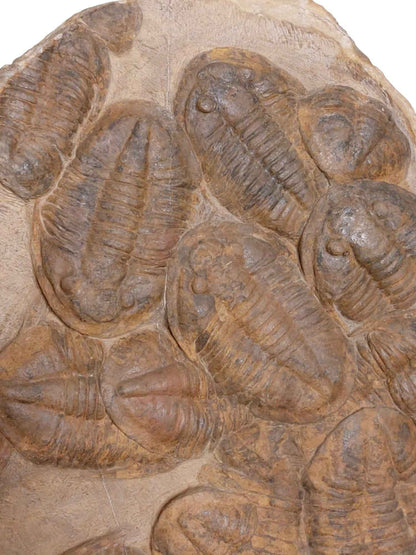 Group of Asaphid Trilobites on Slab - authentic fossil specimen, natural history by Fossils NH