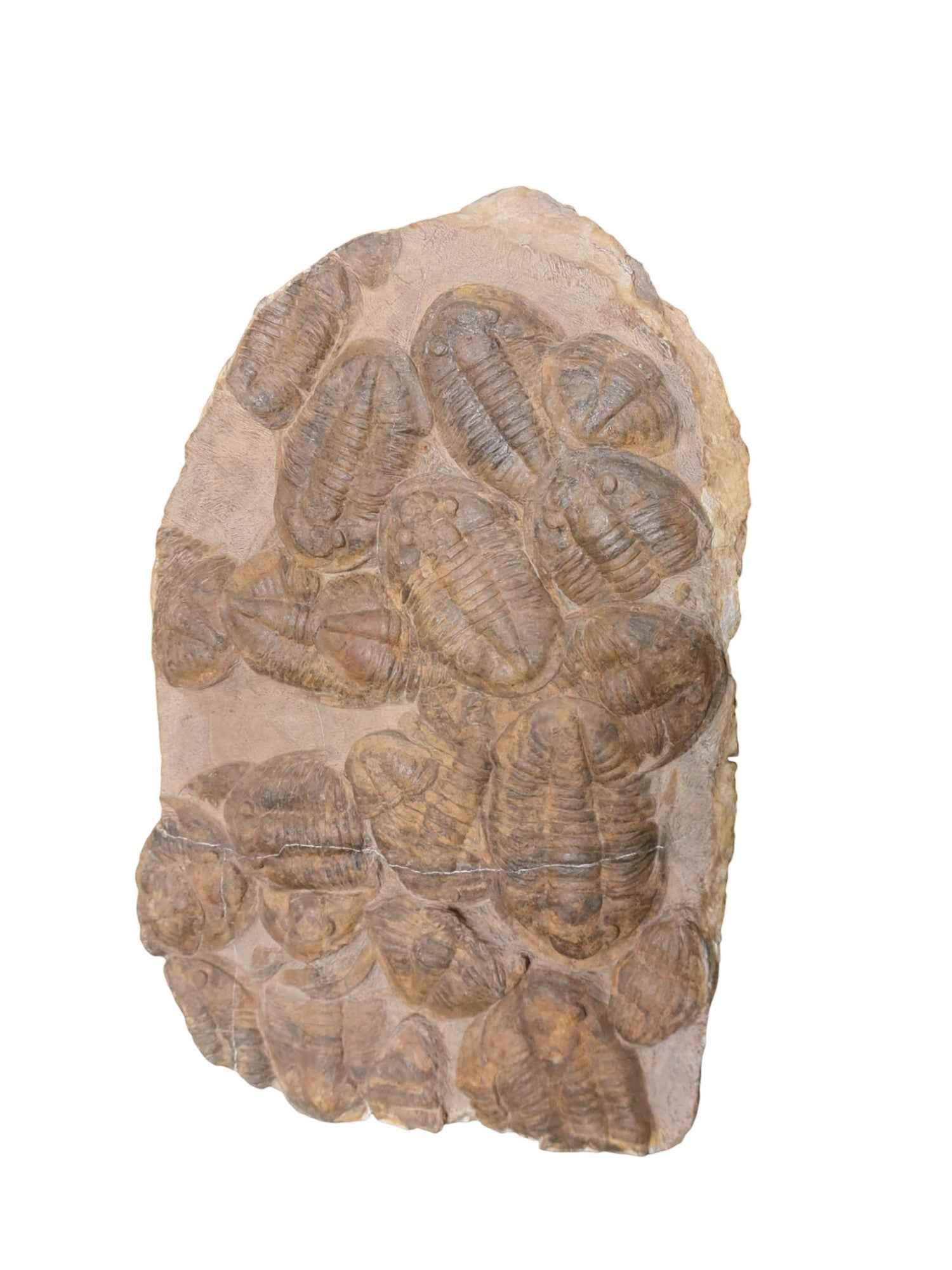 Group of Asaphid Trilobites on Slab - authentic fossil specimen, natural history by Fossils NH