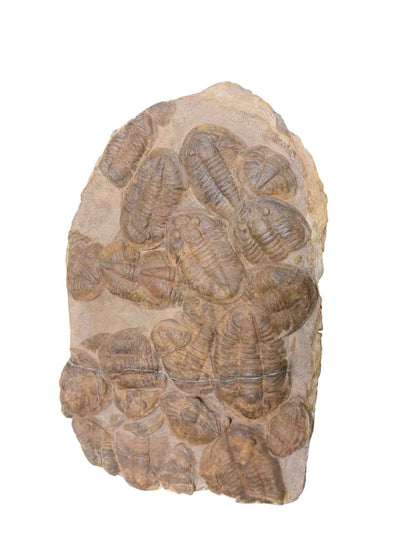 Group of Asaphid Trilobites on Slab - authentic fossil specimen, natural history by Fossils NH