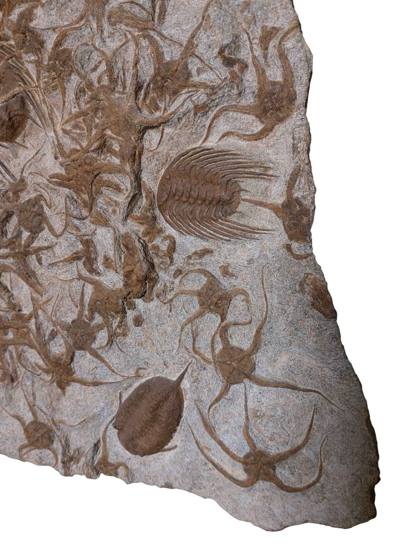 Ordovician Fossil Ensemble - Trilobites & Brittle Star in Stone - authentic fossil specimen, natural history by Fossils NH