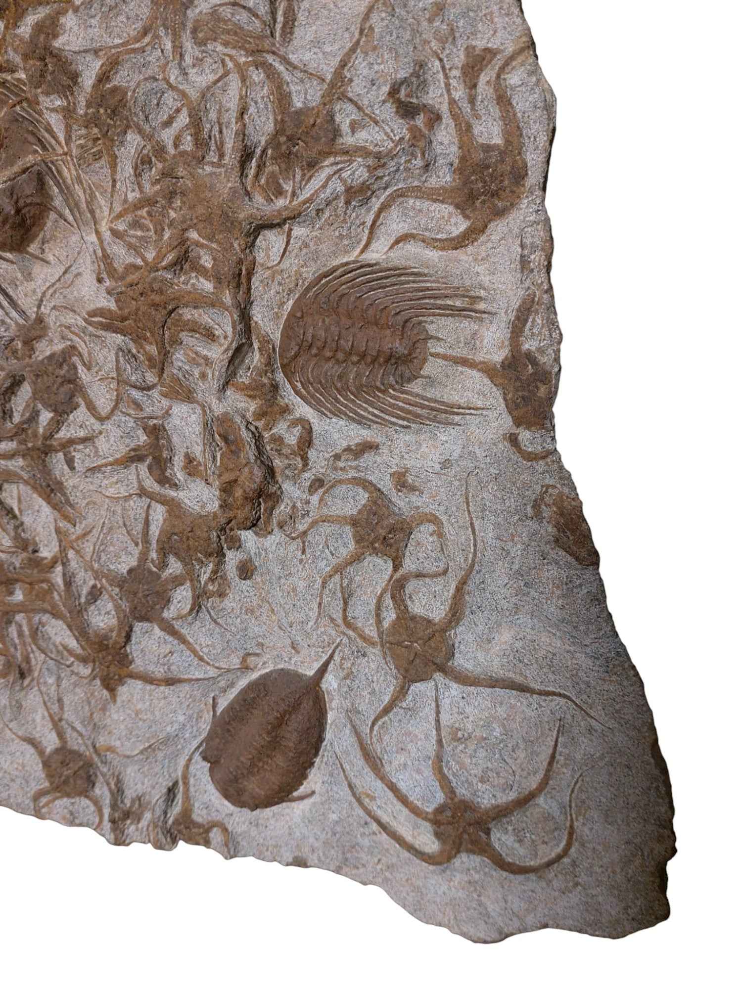 Ordovician Fossil Ensemble - Trilobites & Brittle Star in Stone - authentic fossil specimen, natural history by Fossils NH