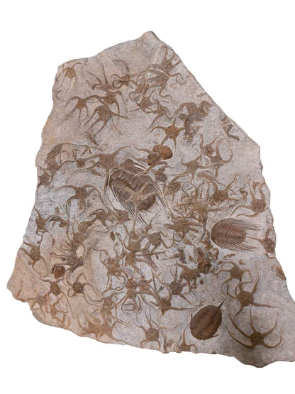 Ordovician Fossil Ensemble - Trilobites & Brittle Star in Stone - authentic fossil specimen, natural history by Fossils NH