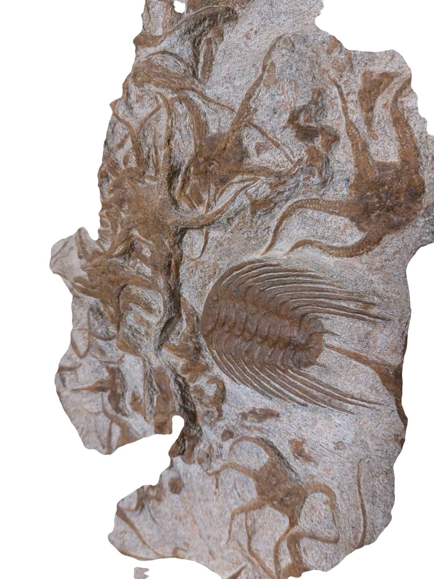 Ordovician Fossil Ensemble - Trilobites & Brittle Star in Stone - authentic fossil specimen, natural history by Fossils NH