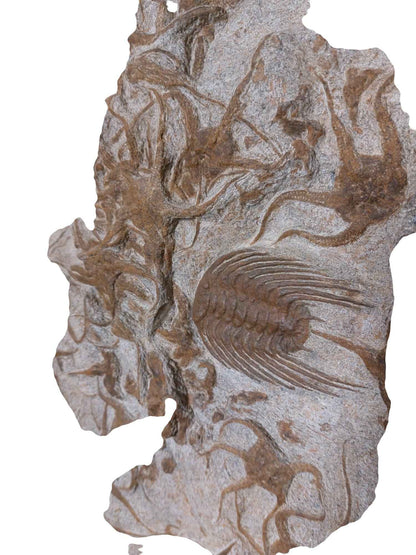 Ordovician Fossil Ensemble - Trilobites & Brittle Star in Stone - authentic fossil specimen, natural history by Fossils NH
