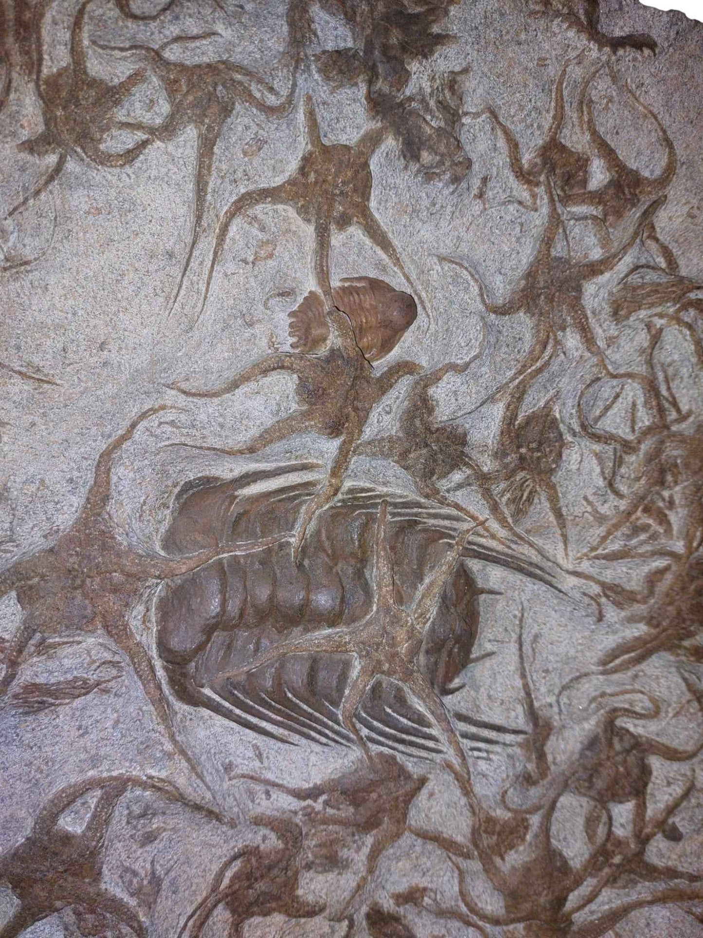 Ordovician Fossil Ensemble - Trilobites & Brittle Star in Stone - authentic fossil specimen, natural history by Fossils NH