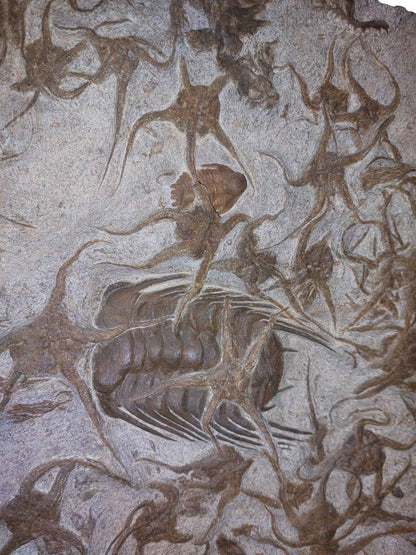 Ordovician Fossil Ensemble - Trilobites & Brittle Star in Stone - authentic fossil specimen, natural history by Fossils NH