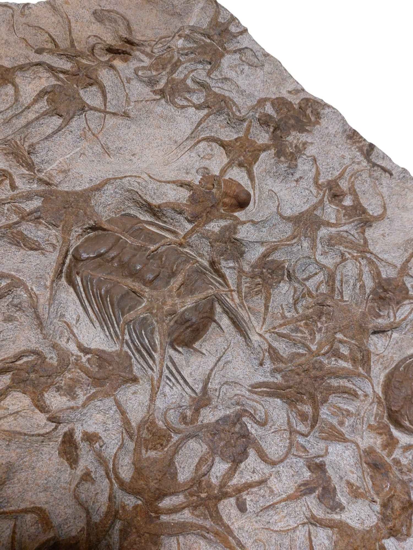 Ordovician Fossil Ensemble - Trilobites & Brittle Star in Stone - authentic fossil specimen, natural history by Fossils NH