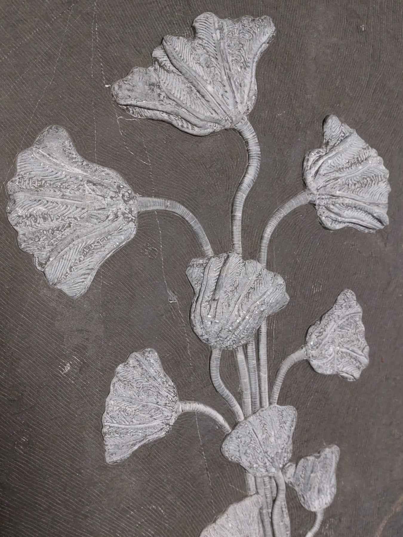 Sea Lily Fossil Wall Plate - authentic fossil specimen, natural history by Fossils NH