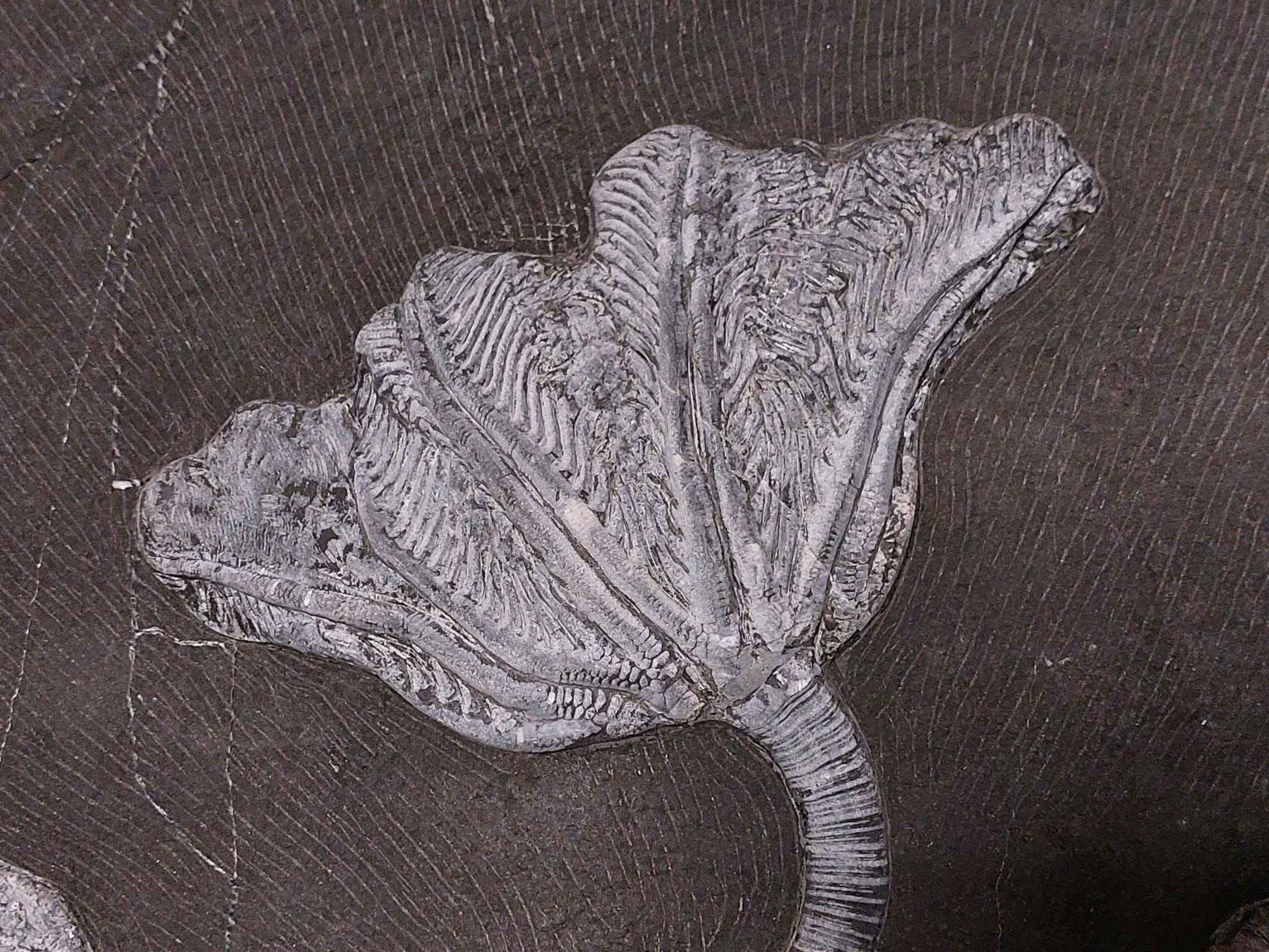 Sea Lily Fossil Wall Plate - authentic fossil specimen, natural history by Fossils NH