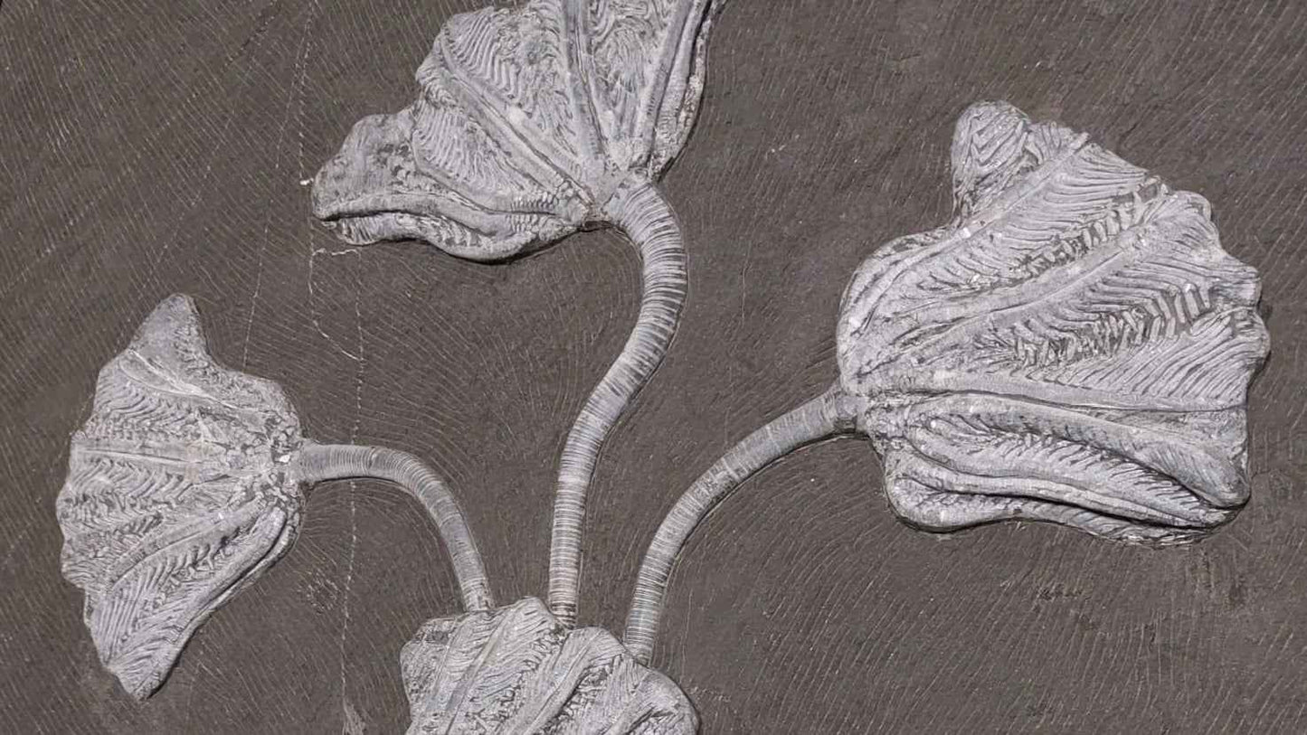 Sea Lily Fossil Wall Plate - authentic fossil specimen, natural history by Fossils NH