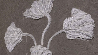 Sea Lily Fossil Wall Plate - authentic fossil specimen, natural history by Fossils NH