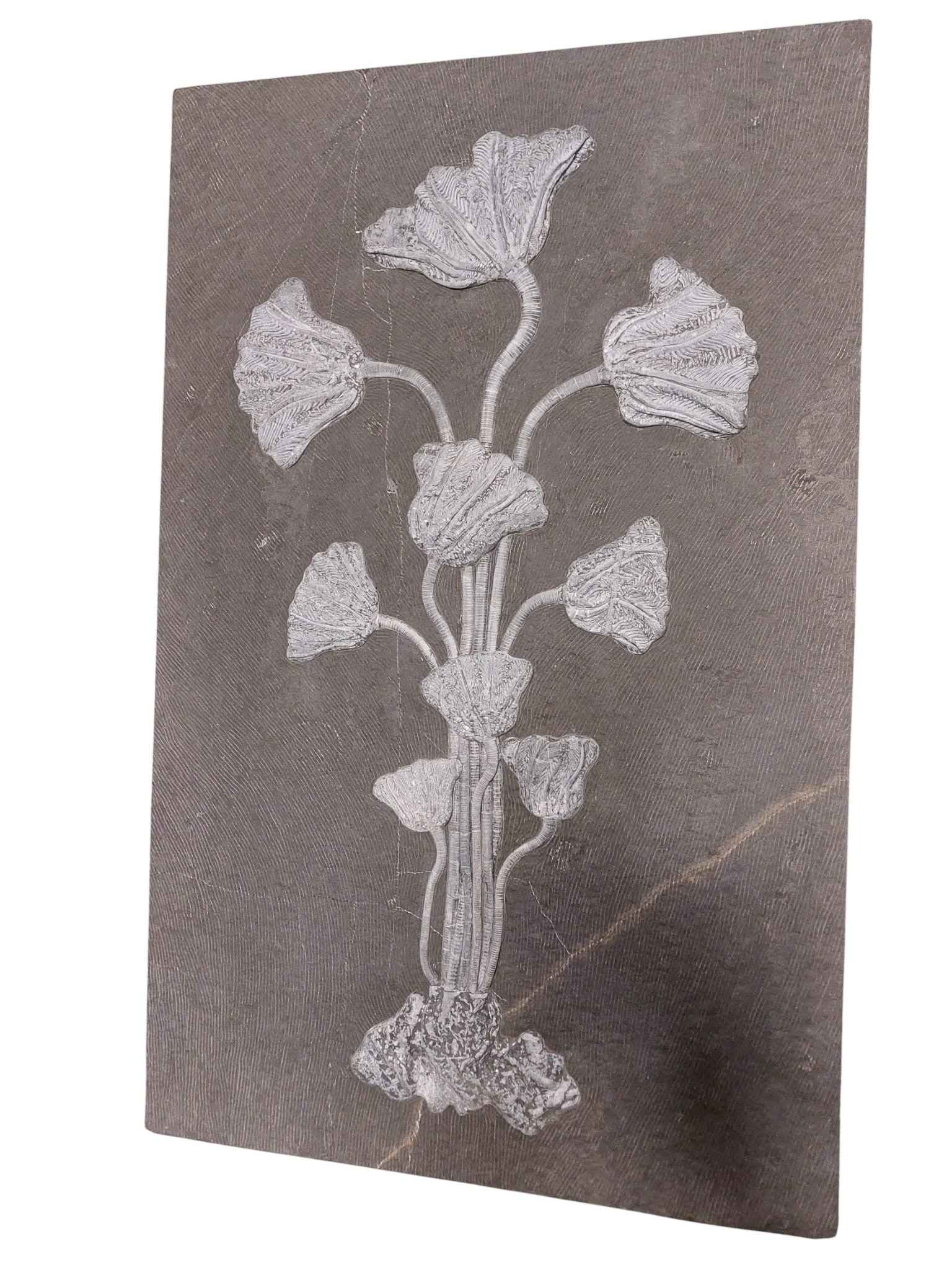 Sea Lily Fossil Wall Plate - authentic fossil specimen, natural history by Fossils NH