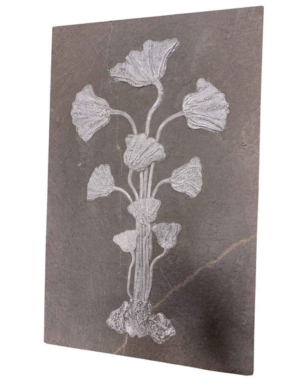 Sea Lily Fossil Wall Plate - authentic fossil specimen, natural history by Fossils NH