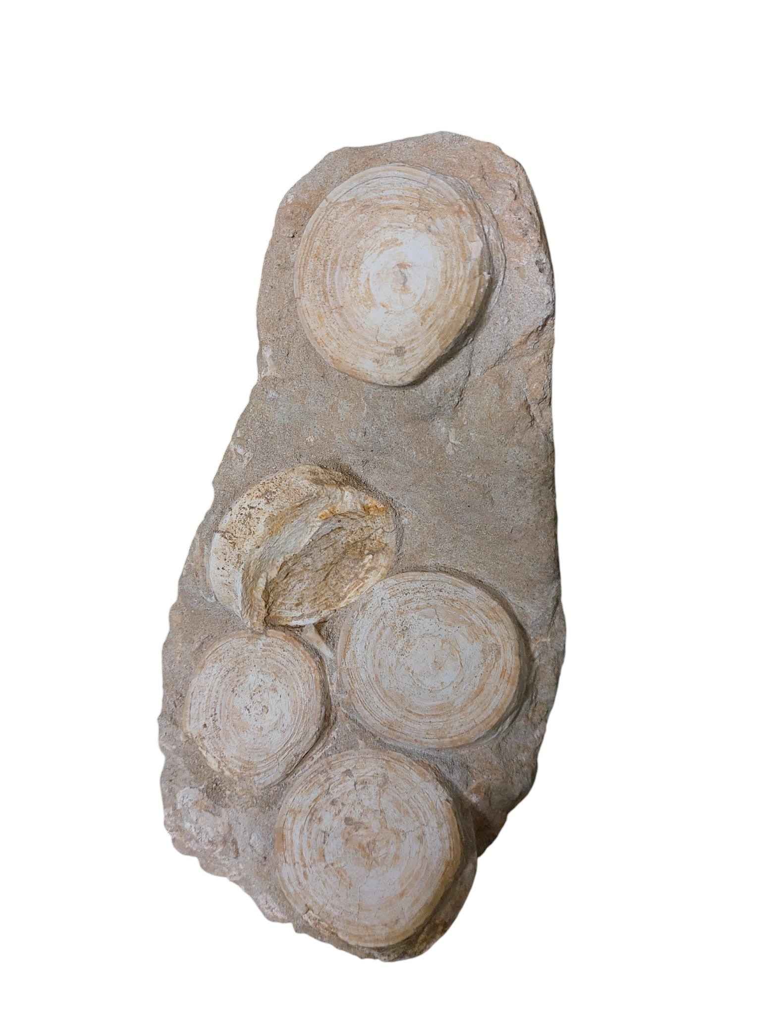 Otodus Shark Vertebrae - Natural Assembly - authentic fossil specimen, natural history by Fossils NH