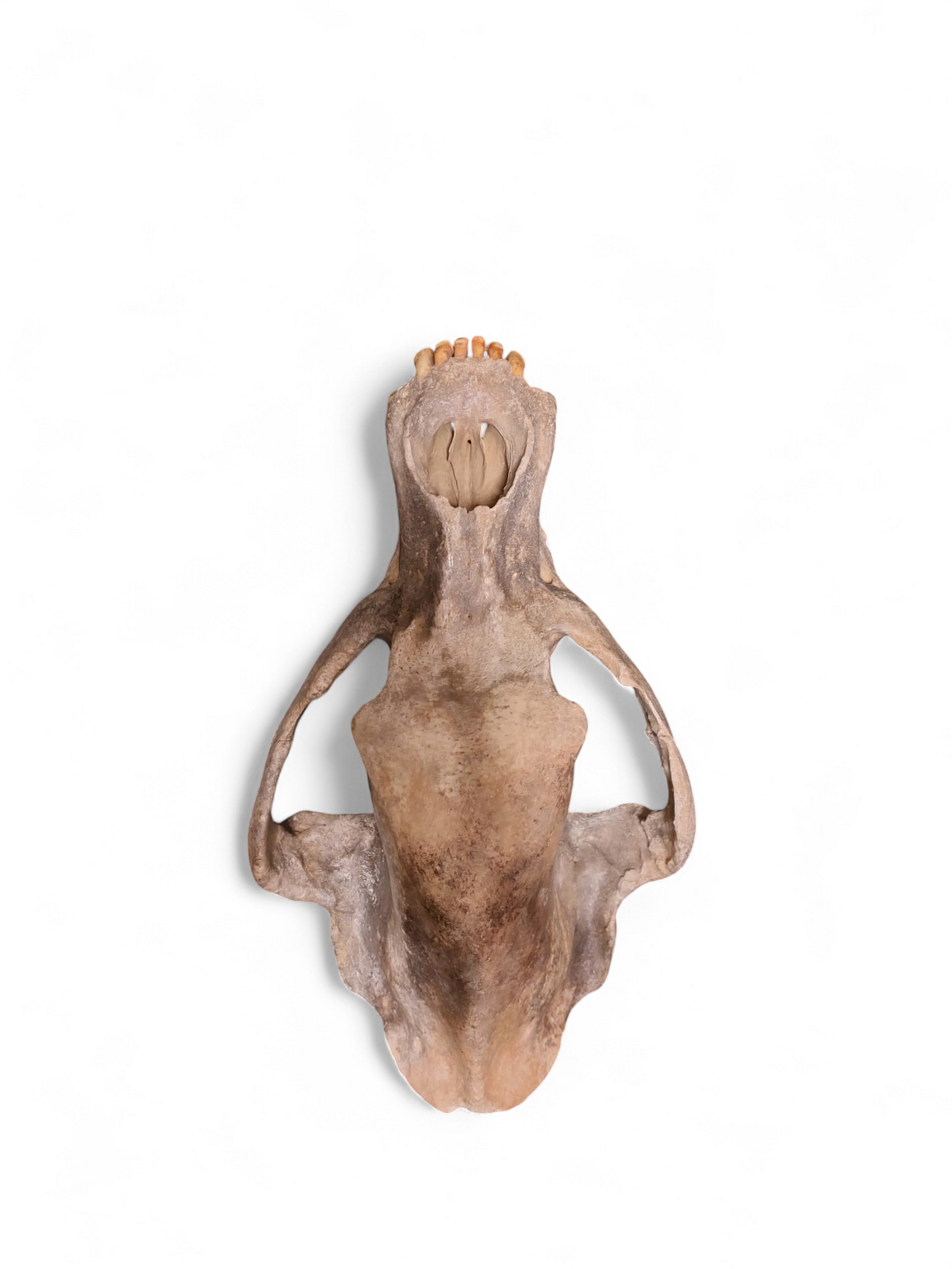 Ursus spelaeus - Cave Bear Skull - authentic fossil specimen, natural history by Fossils NH