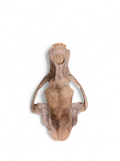 Ursus spelaeus - Cave Bear Skull - authentic fossil specimen, natural history by Fossils NH